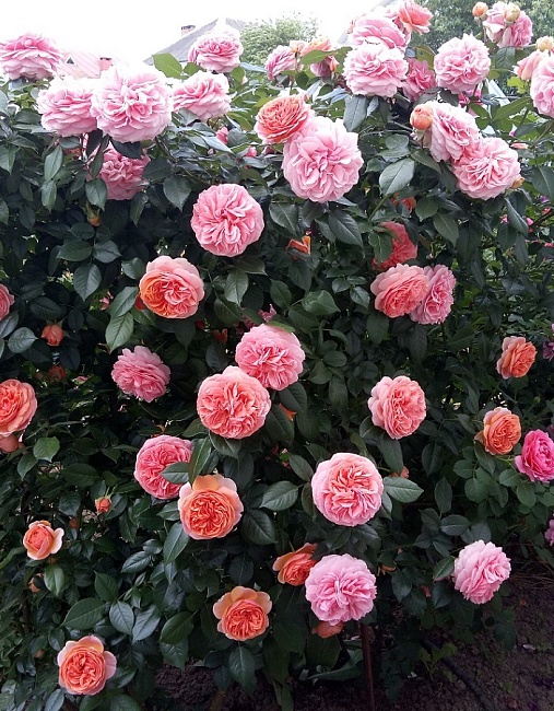 Роза кустарниковая Чиппендейл 1 шт